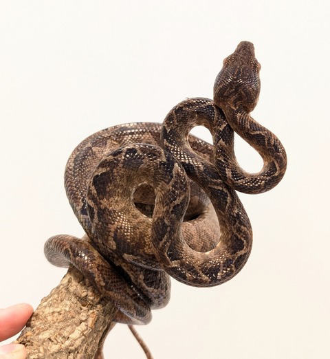 PXL_20250520_081926798~2