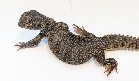 PXL_20251004_090438131~2