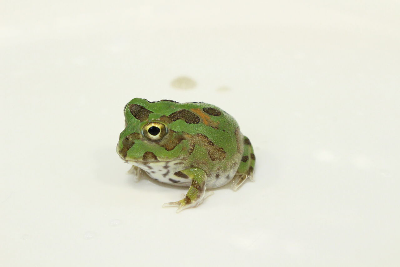 ツノガエルの飼い方のご紹介 爬虫類クラブj 横須賀店ブログ ツノガエルの飼い方のご紹介 爬虫類クラブj 横須賀店ブログ