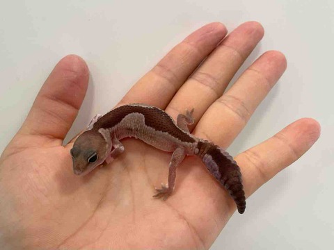 FullSizeRender