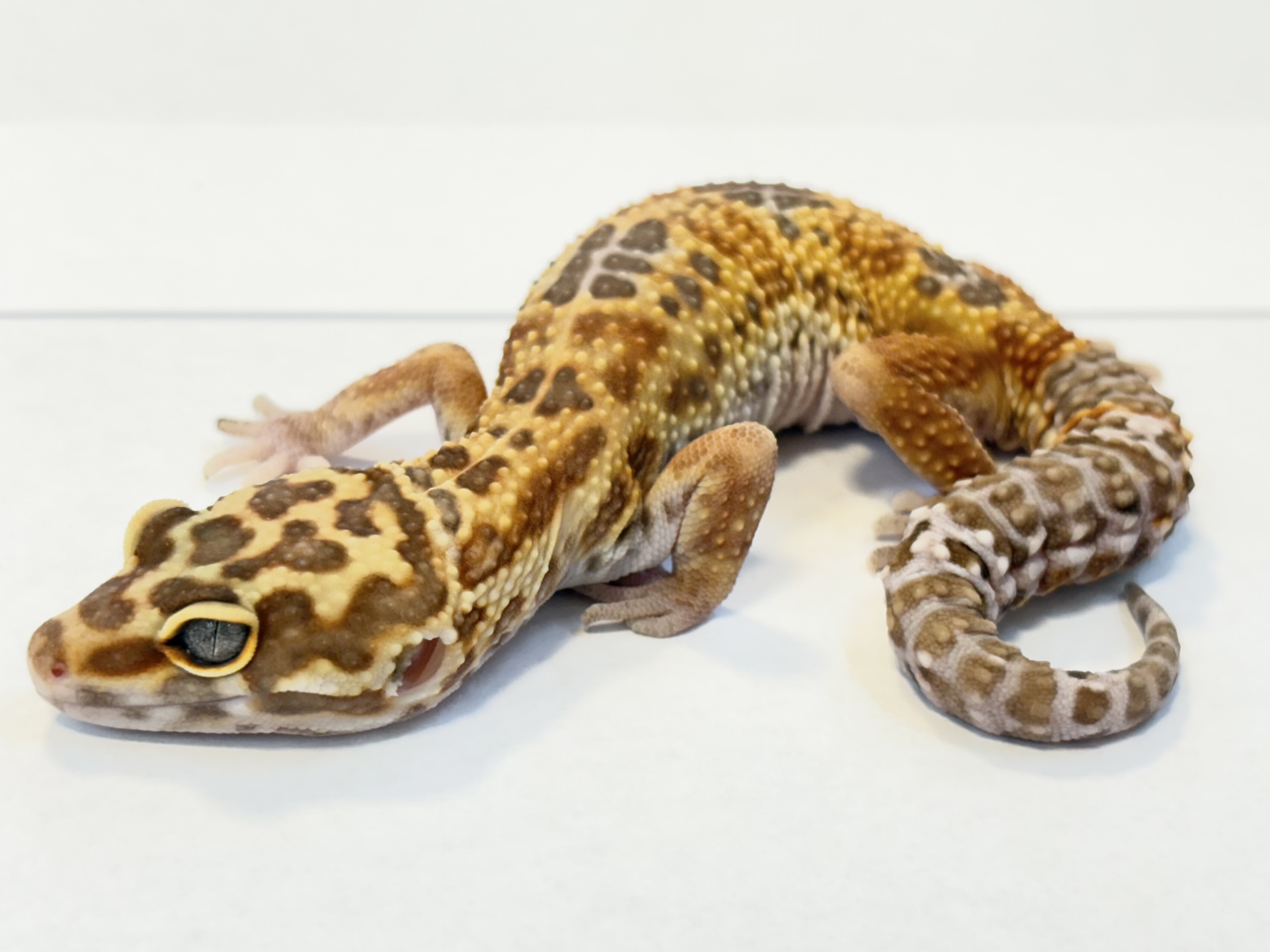 狛レオパ & ニシアフとフトアゴ おまとめ 狛レオパ & ニシアフと