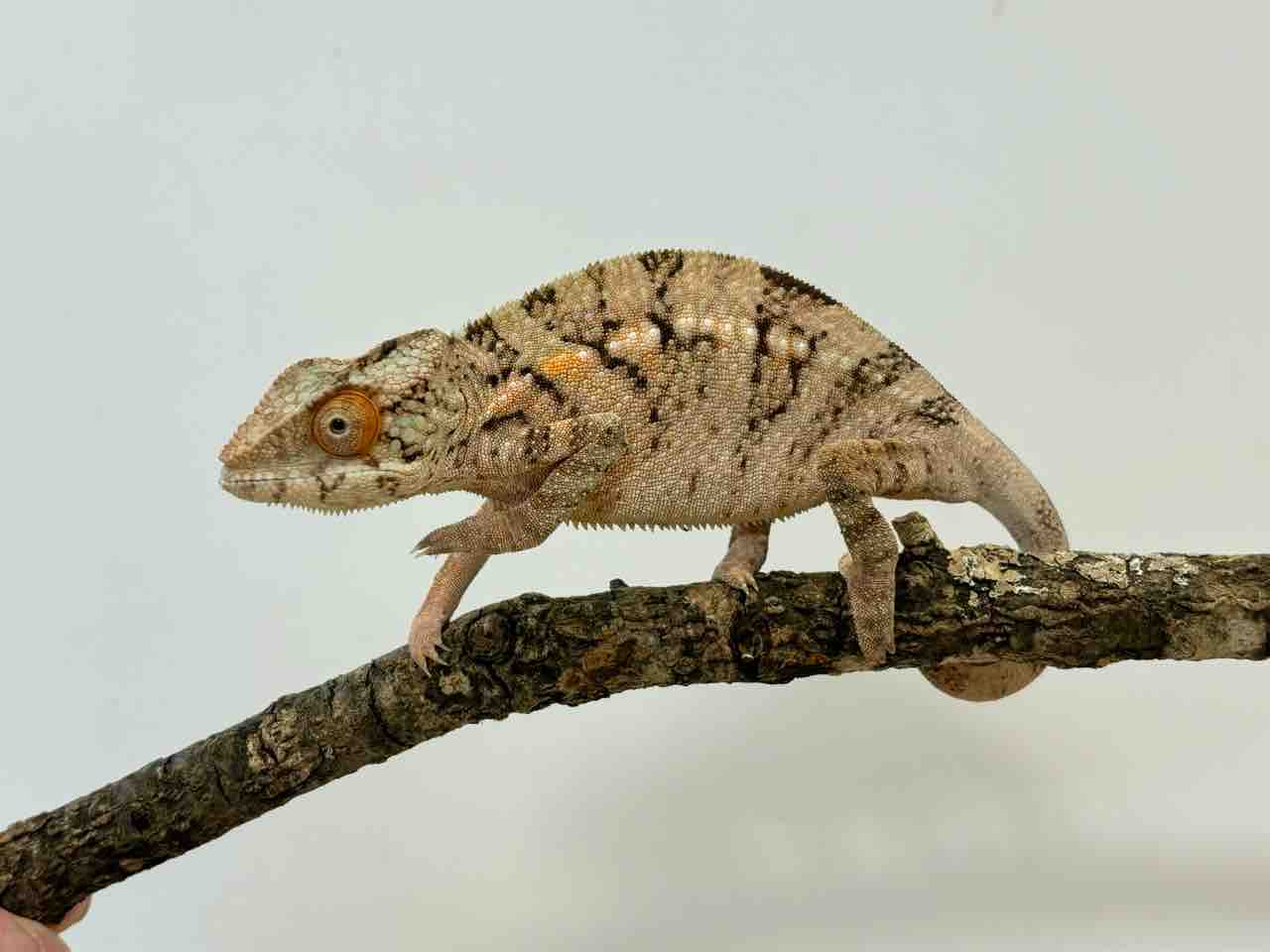 お*い様 爬虫類用品② ケージ本体・パーツ（両生類・爬虫類用）の通販｜郵便局のネットショップ