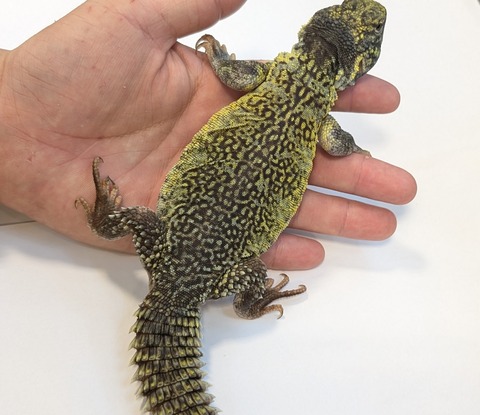 PXL_20251004_090039254~2