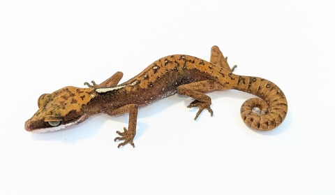 PXL_20250715_101049416~2