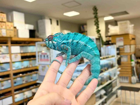 FullSizeRender