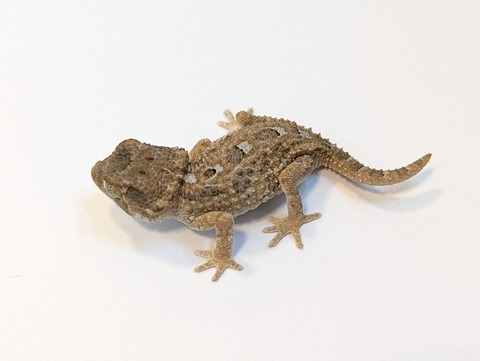 PXL_20250318_085328150~2