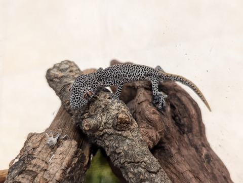 PXL_20250208_075028721~2