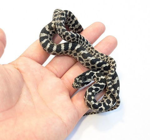 PXL_20250715_094053240~2