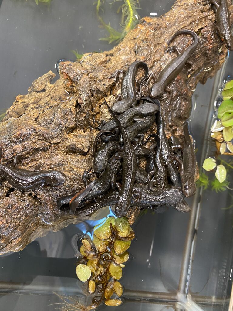 新入荷 両生類 フライシュマン アカハライモリ ヒメツメ 爬虫類クラブj 横須賀店ブログ 新入荷 両生類 フライシュマン アカハライモリ ヒメツメ 爬虫類クラブj 横須賀店ブログ