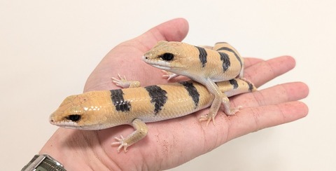 PXL_20251122_061745510~2