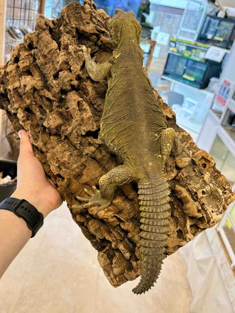 FullSizeRender