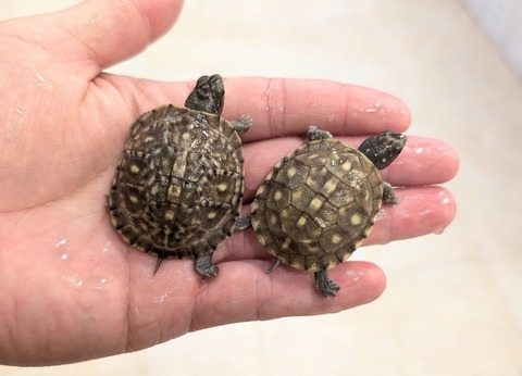 PXL_20251122_045305230~2