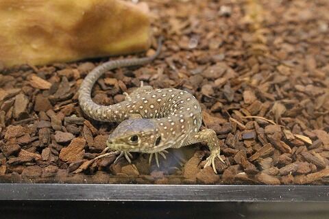 動植物関連書籍 ＞ 爬虫類 ＞ トカゲ ＞ カナヘビ ＞ アジアの