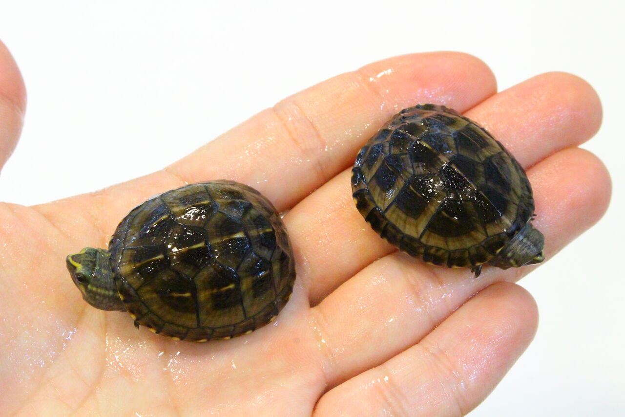 新入荷 ミスジドロガメ バハマボア ボールパイソン 爬虫類クラブj 横須賀店ブログ