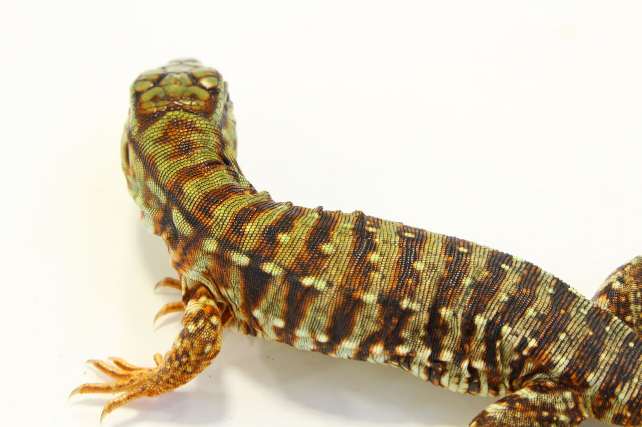 新入荷 レッドテグー モリドラゴン ナイルモニター 爬虫類クラブj 横須賀店ブログ