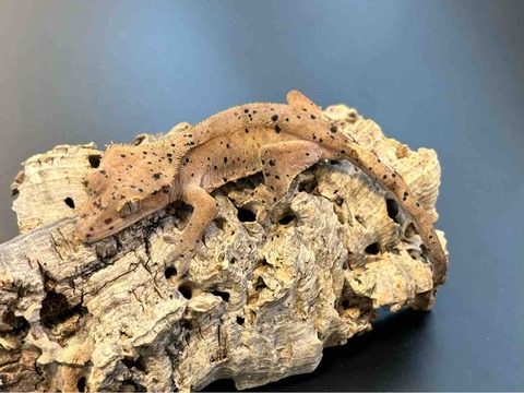 新入荷：クレス！スパダル！！その他ハスオビ】 : 爬虫類クラブJ