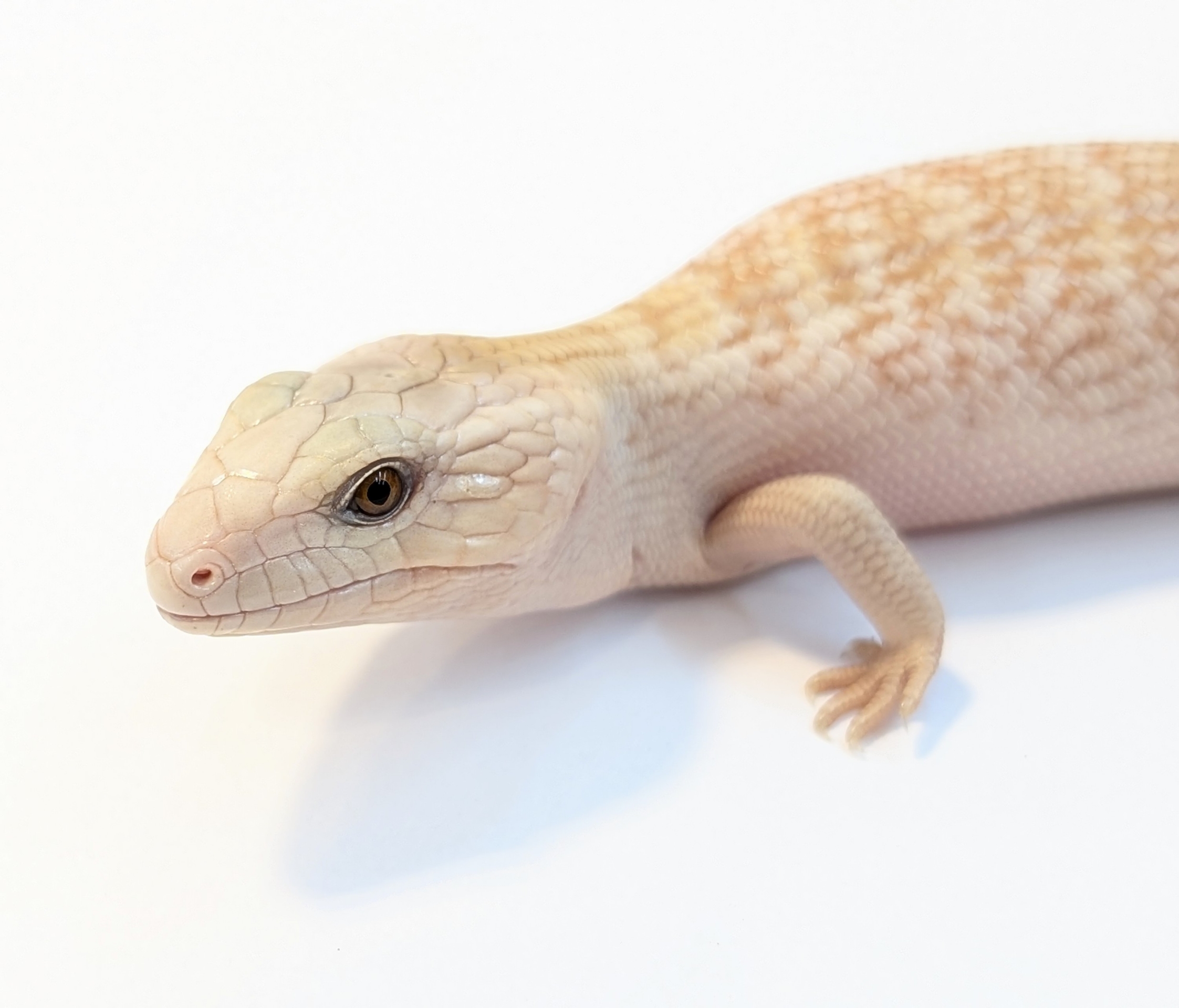 おる　スノーホワイトssp ポ　トカゲの保護ティアssp おる スノーホワイトssp ポ トカゲの保護ティアssp おる スノー