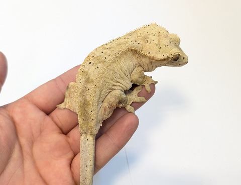 PXL_20250401_094358081~2