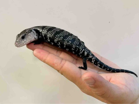 FullSizeRender