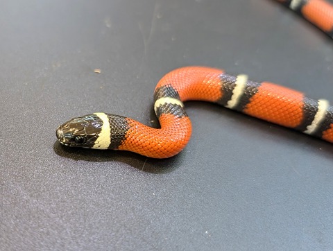 PXL_20241218_111424609~2