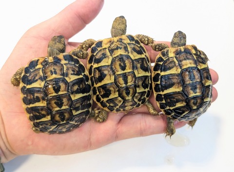 PXL_20251105_055813234~2