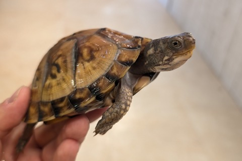 PXL_20251122_045454355~2