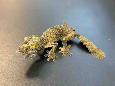 FullSizeRender