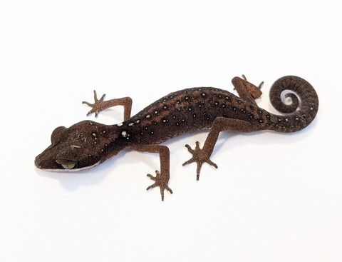 PXL_20250715_093723602~2