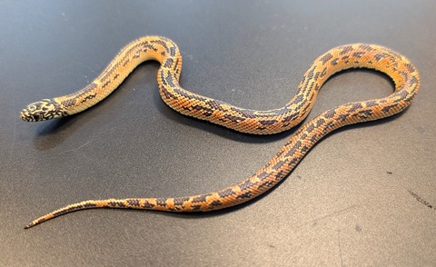 PXL_20241218_111130951~2