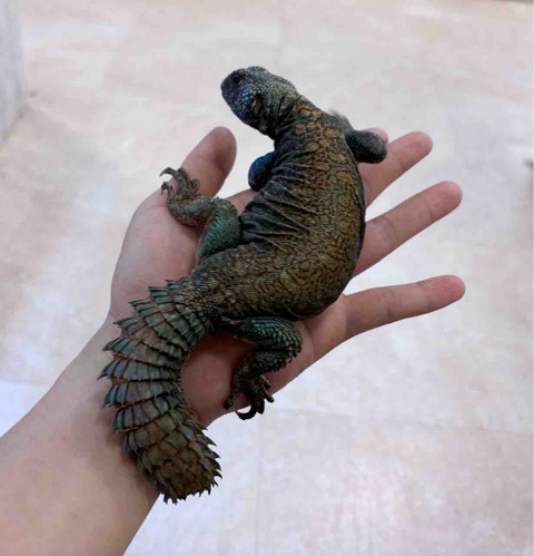 FullSizeRender