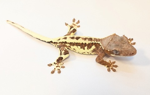 PXL_20250815_082828792~2