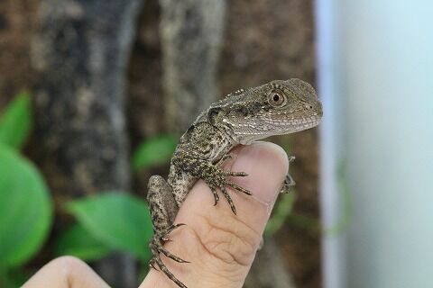 新入荷 ヒガシウォータードラゴンとその他のアガマ達 爬虫類クラブj 横須賀店ブログ