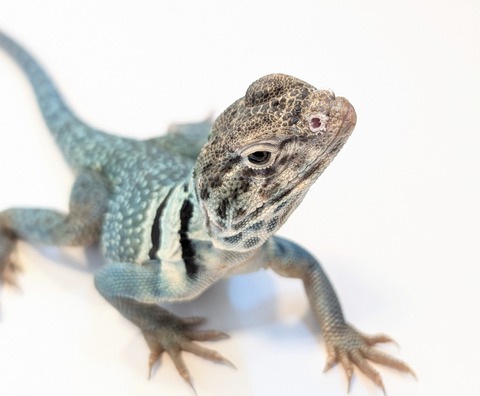 PXL_20250508_095705649~2