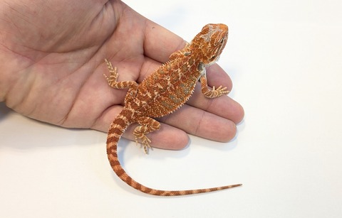 PXL_20260128_084241257~2