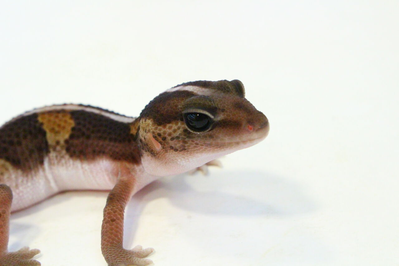 新入荷】レオパとニシアフリカトカゲモドキ : 爬虫類クラブJ 新入荷】レオパとニシアフリカトカゲモドキ : 爬虫類クラブJ