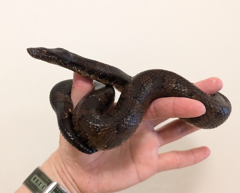 PXL_20250628_054405856~2