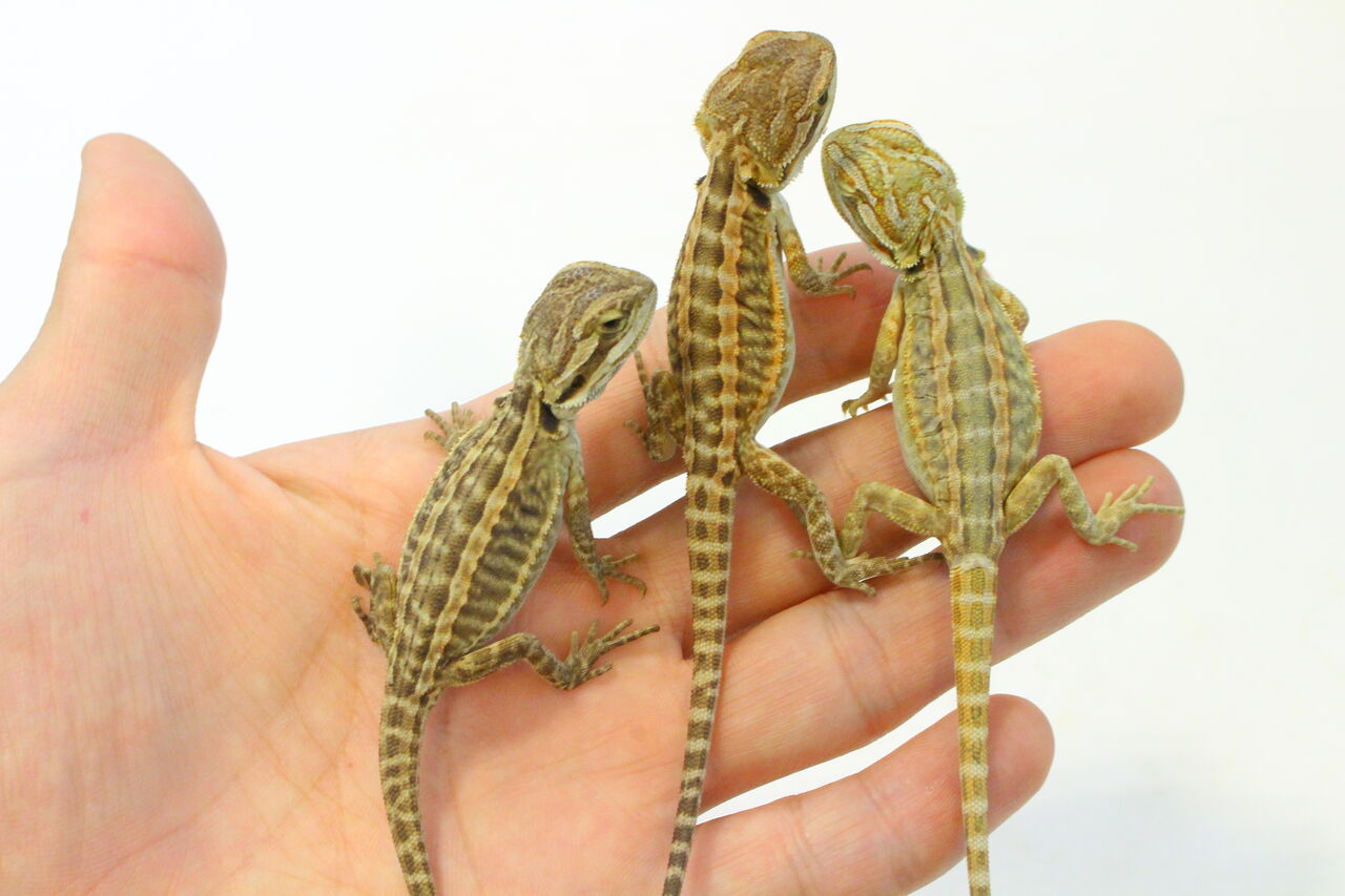 新入荷 フトアゴヒゲトカゲ クビワトカゲなど 爬虫類クラブj 横須賀店ブログ