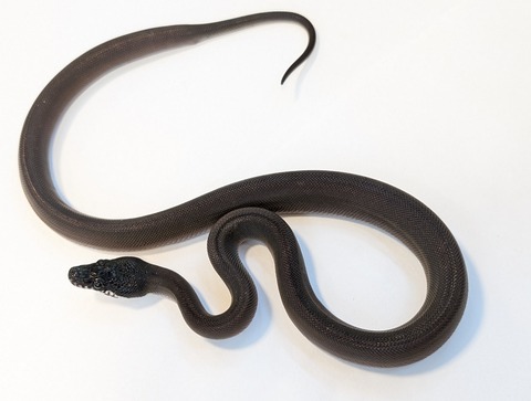 PXL_20251204_083647319~2