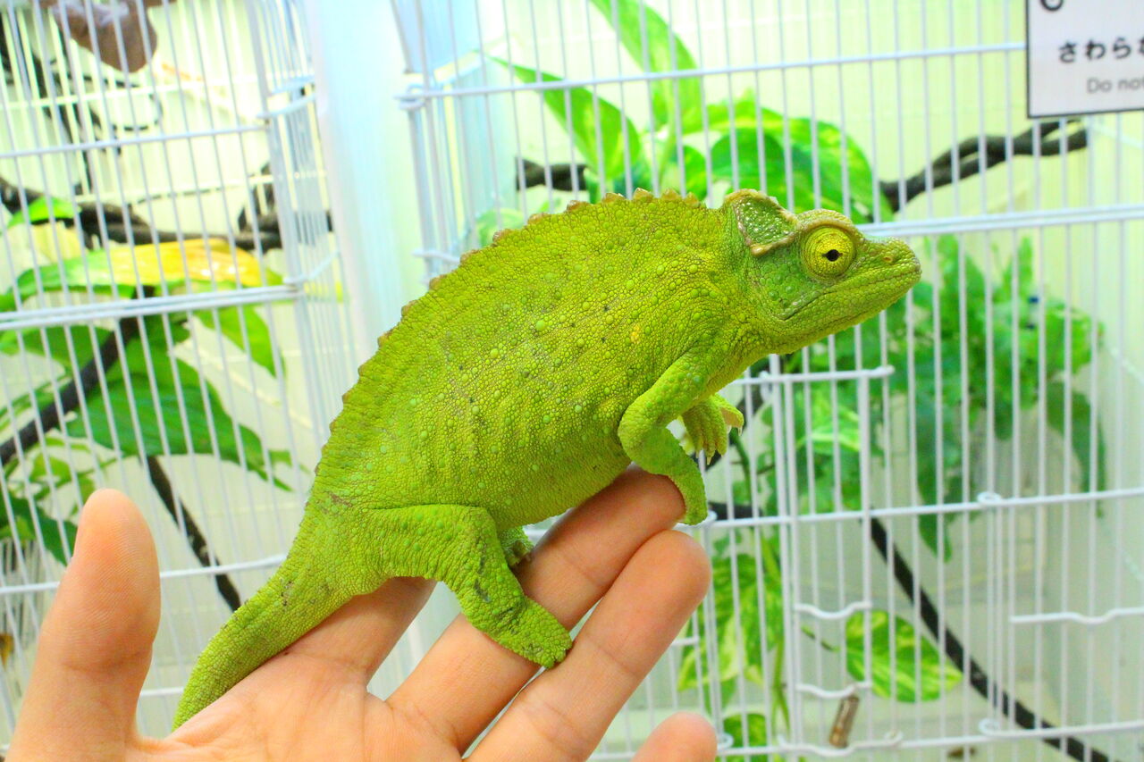 新入荷 オマキトカゲ ジャクソンカメレオン リクガメなどなど 爬虫類クラブj 横須賀店ブログ