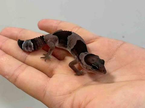 FullSizeRender
