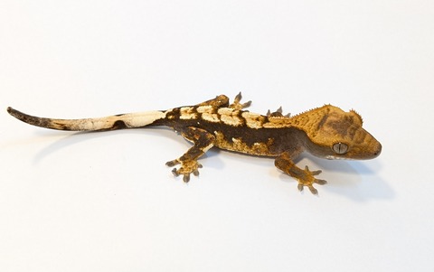 PXL_20250501_083318432~2