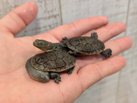 PXL_20241228_115240626~2