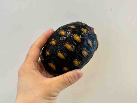 FullSizeRender