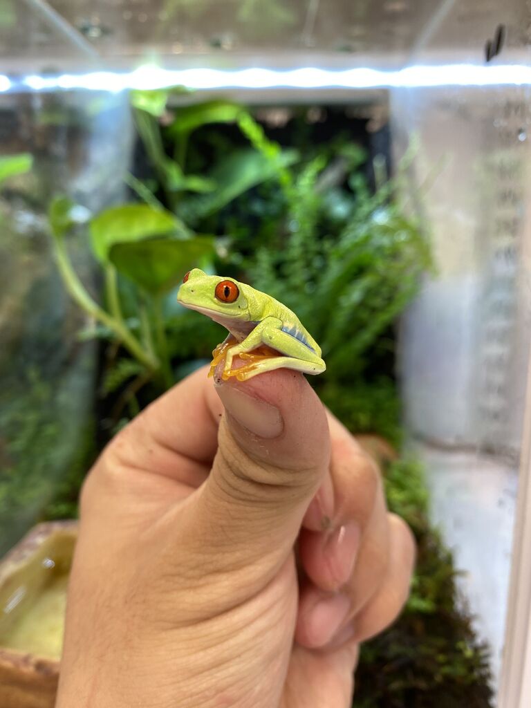 オススメ 両生類 カエル編 爬虫類クラブj 横須賀店ブログ オススメ 両生類 カエル編 爬虫類クラブj 横須賀店ブログ