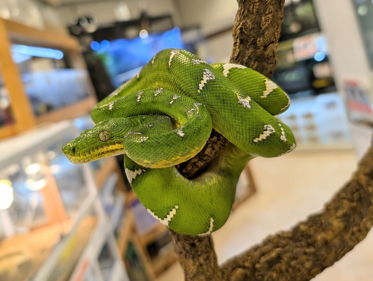 新入荷：エメラルドツリーボア！！！】 : 爬虫類クラブJ 横須賀