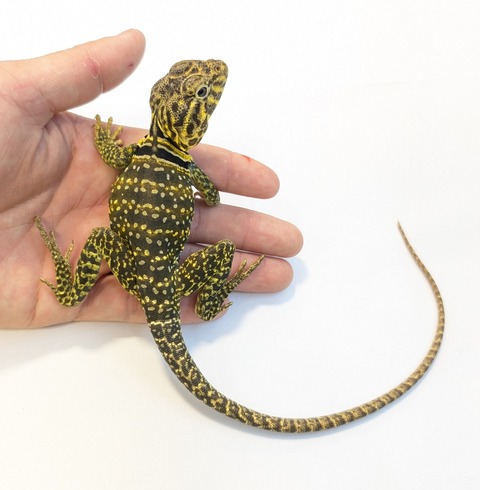 PXL_20250623_103547101~2