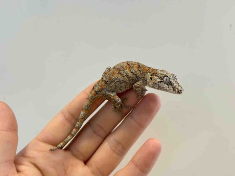 FullSizeRender