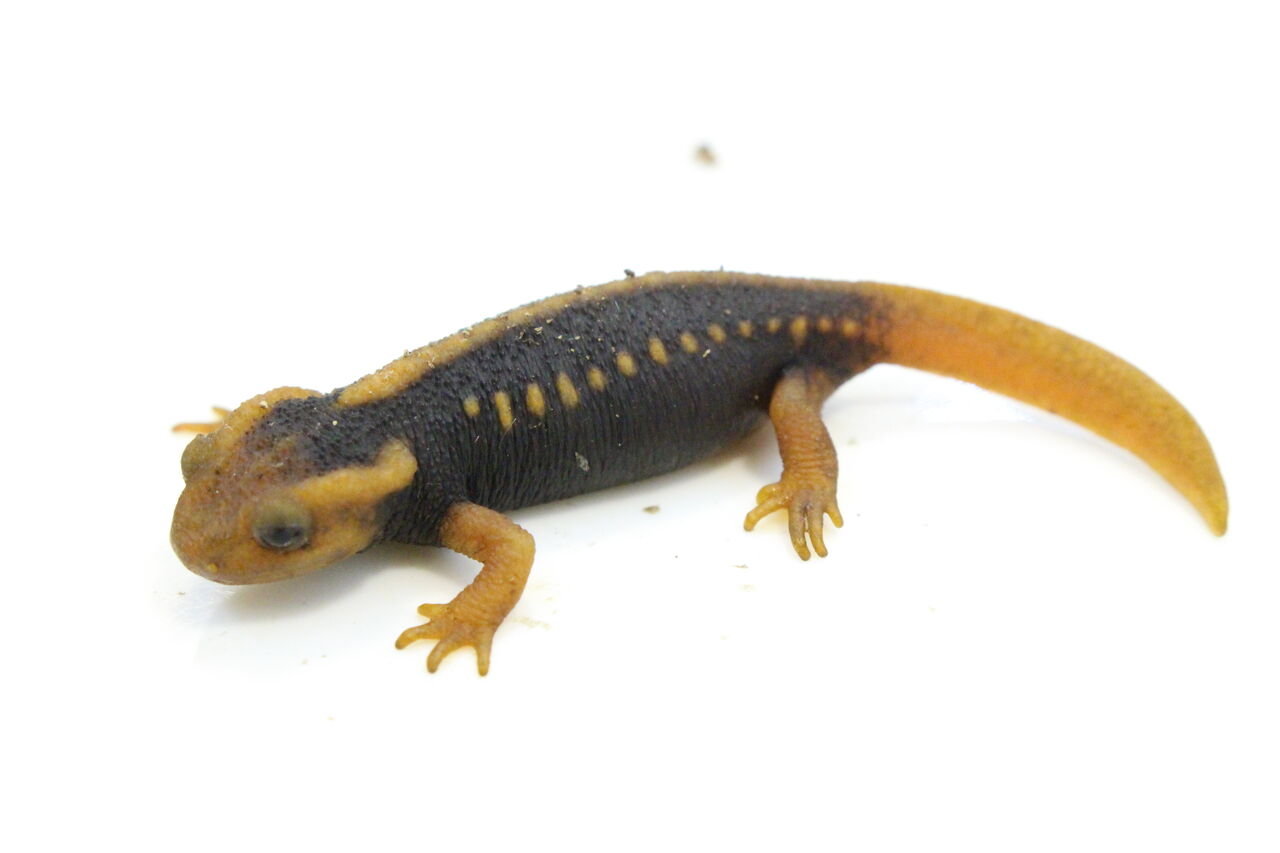 新入荷 ミナミイボイモリ アンダーゾン Etc 爬虫類クラブj 横須賀店ブログ