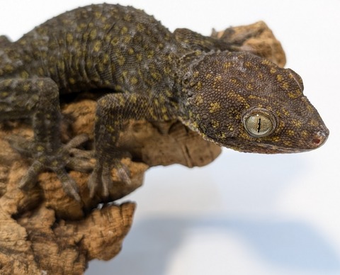 PXL_20251104_110348064~2