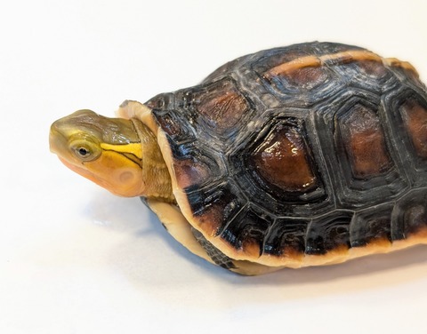 PXL_20250424_090719799~2